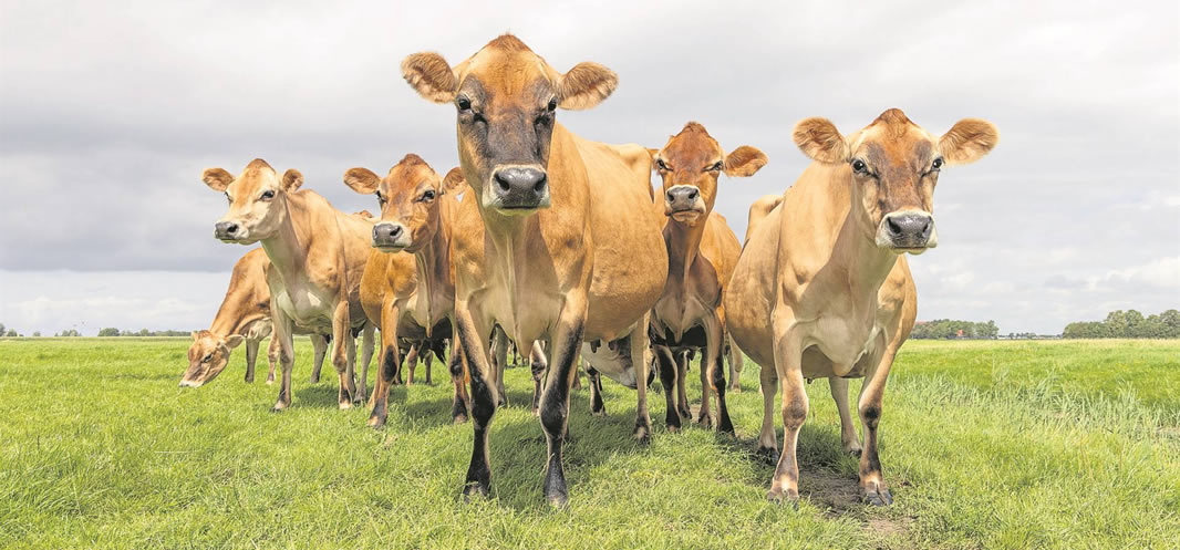 Bek-en-Klouseer - Bewegingsbeheerplan (Wes-Kaap)