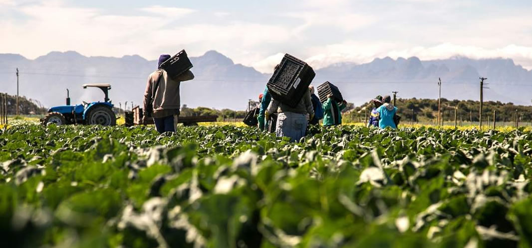 Landbou gaan vooruit, sit mense aan die werk