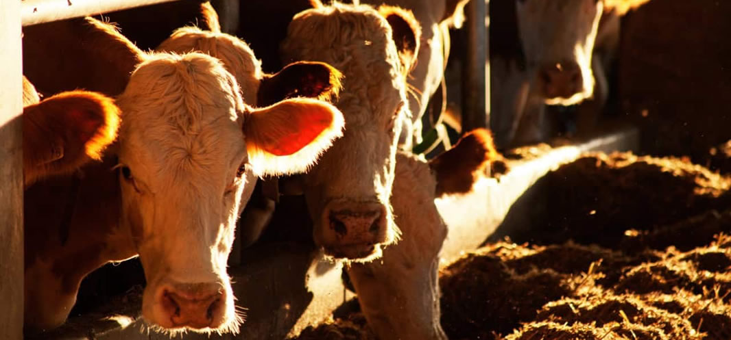 Red Meat Statutory Levy – Key Information