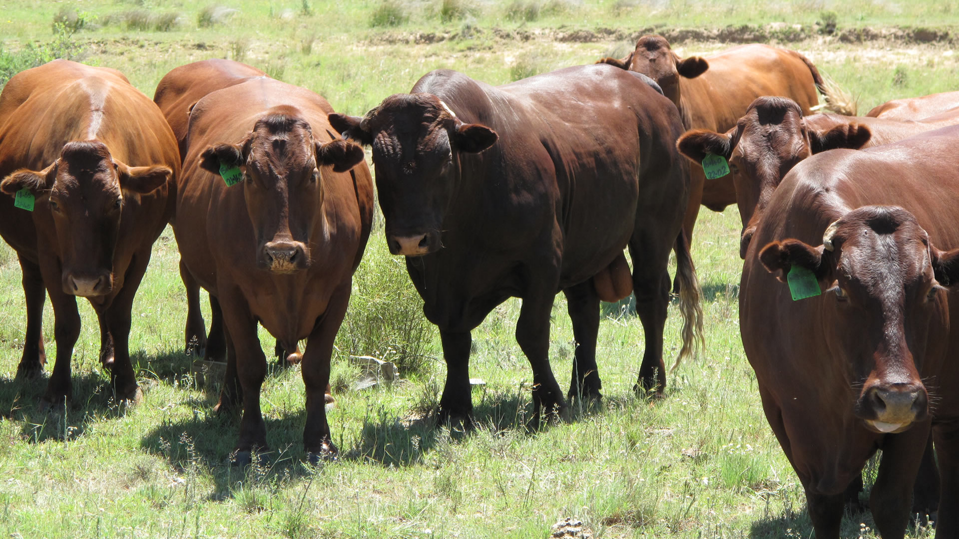  Application For Foot & Mouth Disease Vaccination