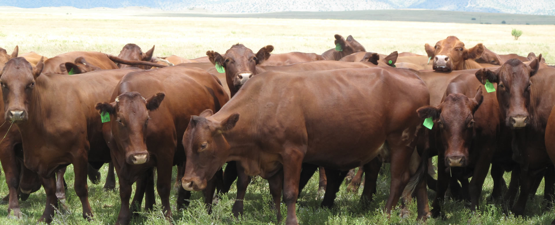 Comprehensive Biosecurity Program to prevent FMD