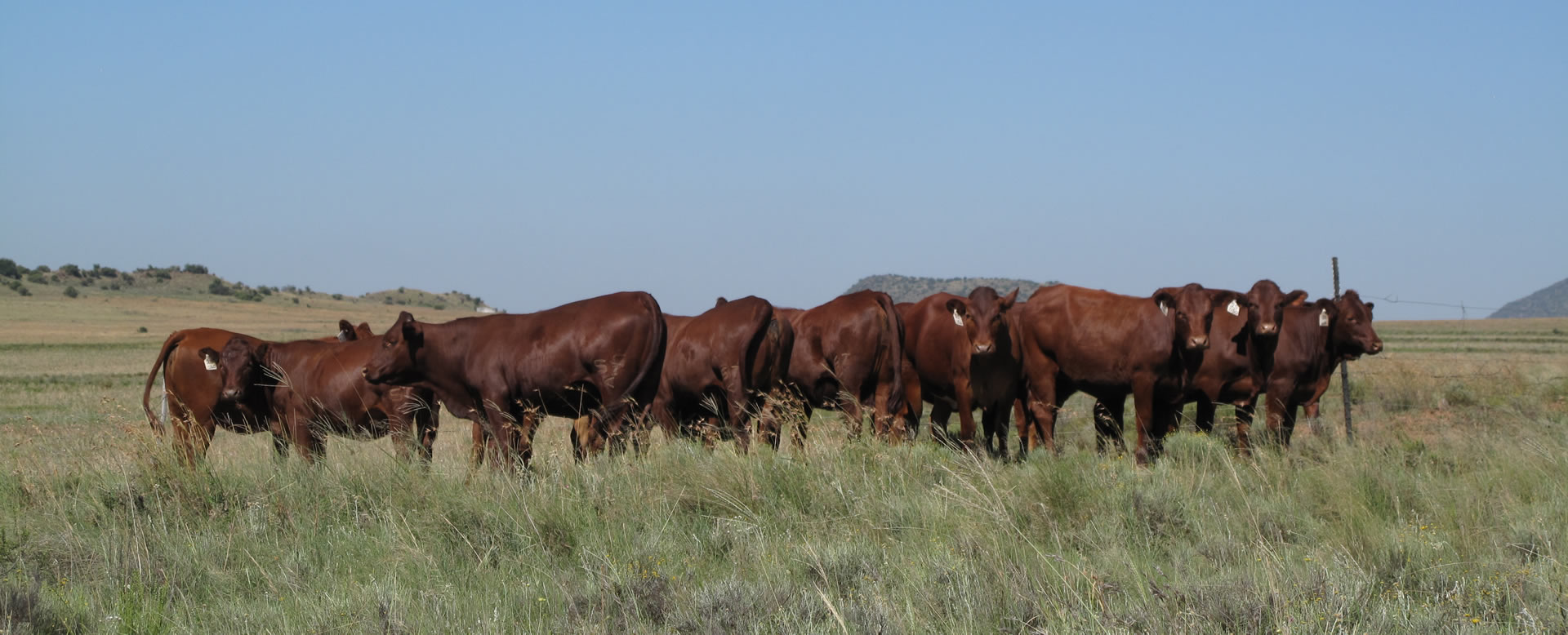 Minister of Agriculture John Steenhuisen outlines the national strategy on Foot and mouth disease containment