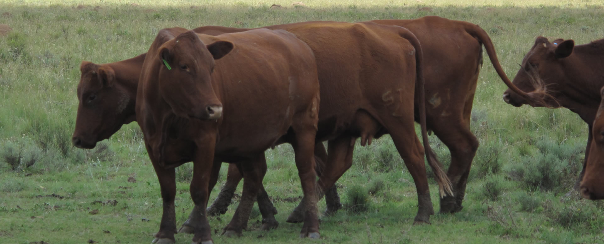 Nasionale RPO se reaksie op die Nasionale Strategie op Bek-En-Klouseer