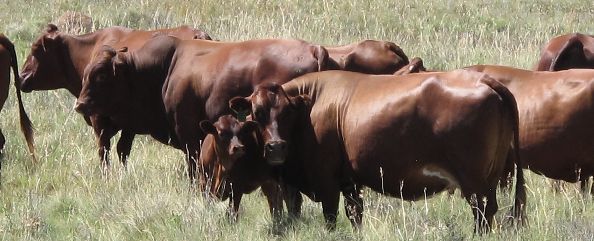 RPO-Vrystaat vra boere moet kalm bly