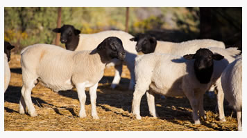 SA Lam en Skaapvleis